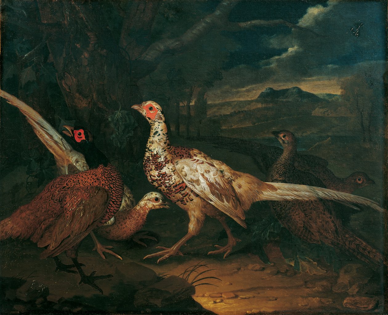 Fasan av Philipp Ferdinand de Hamilton