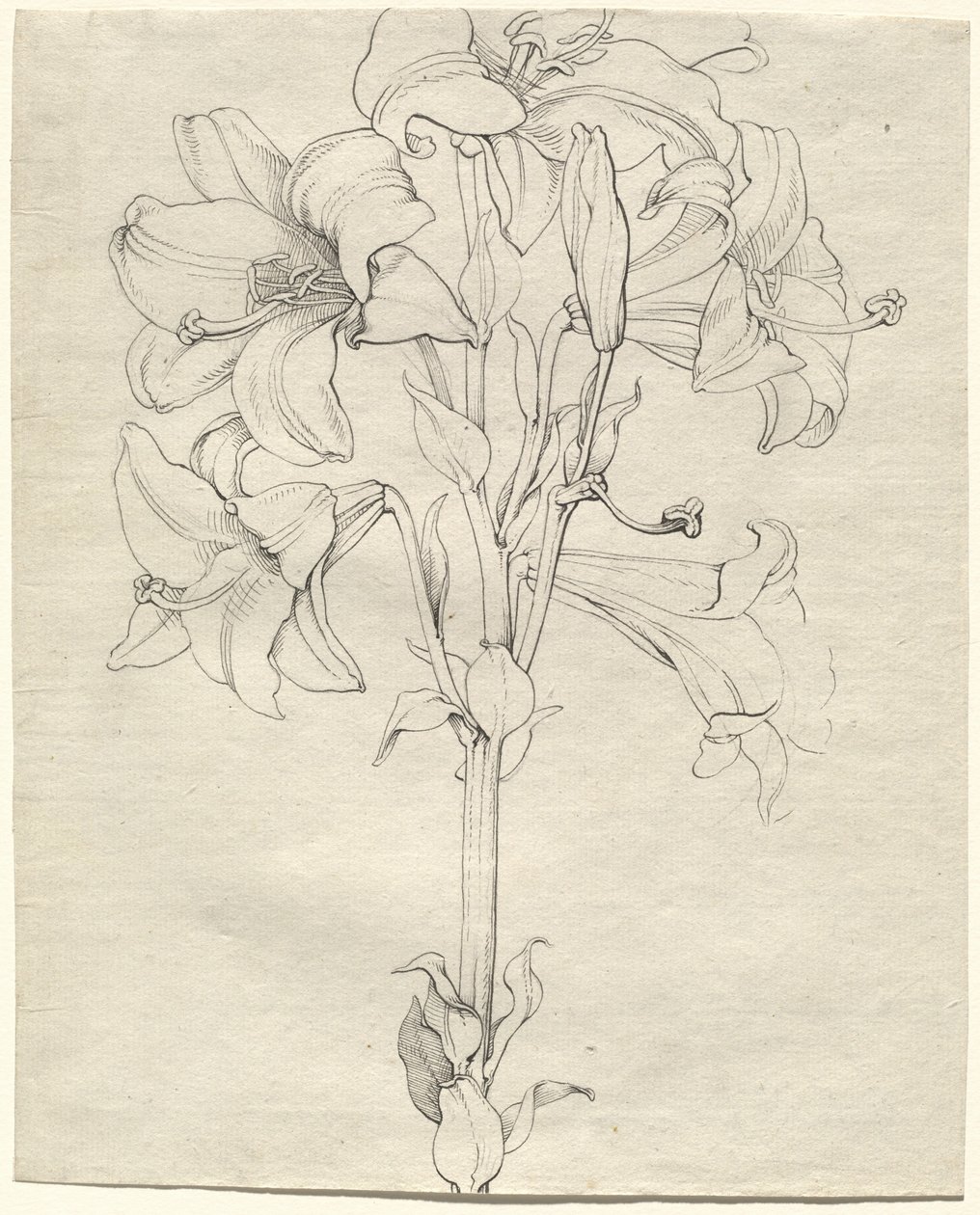 En stilk av liljer med seks blomster av Philipp Otto Runge