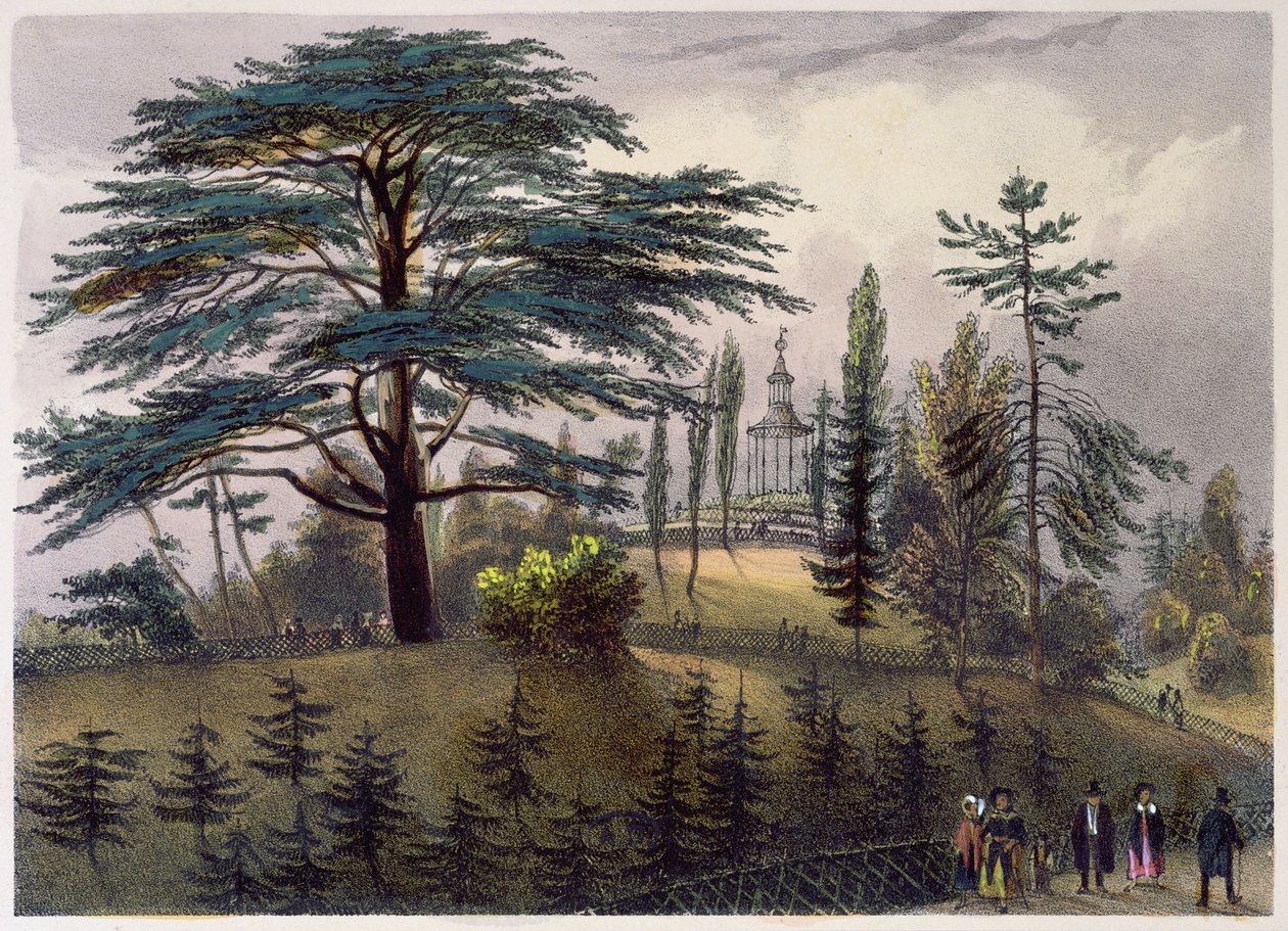 Libanons sedertre og labyrinten ved Jardin des Plantes, Paris av Philippe Benoist