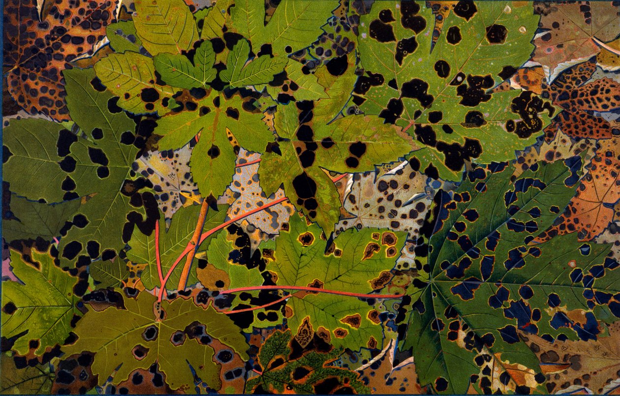 Acer pseudoplatanus: Sycamore angrepet av svartsoppen Rhytisma acerinum, 1907-09 (fotogravyr) av Philippe Robert
