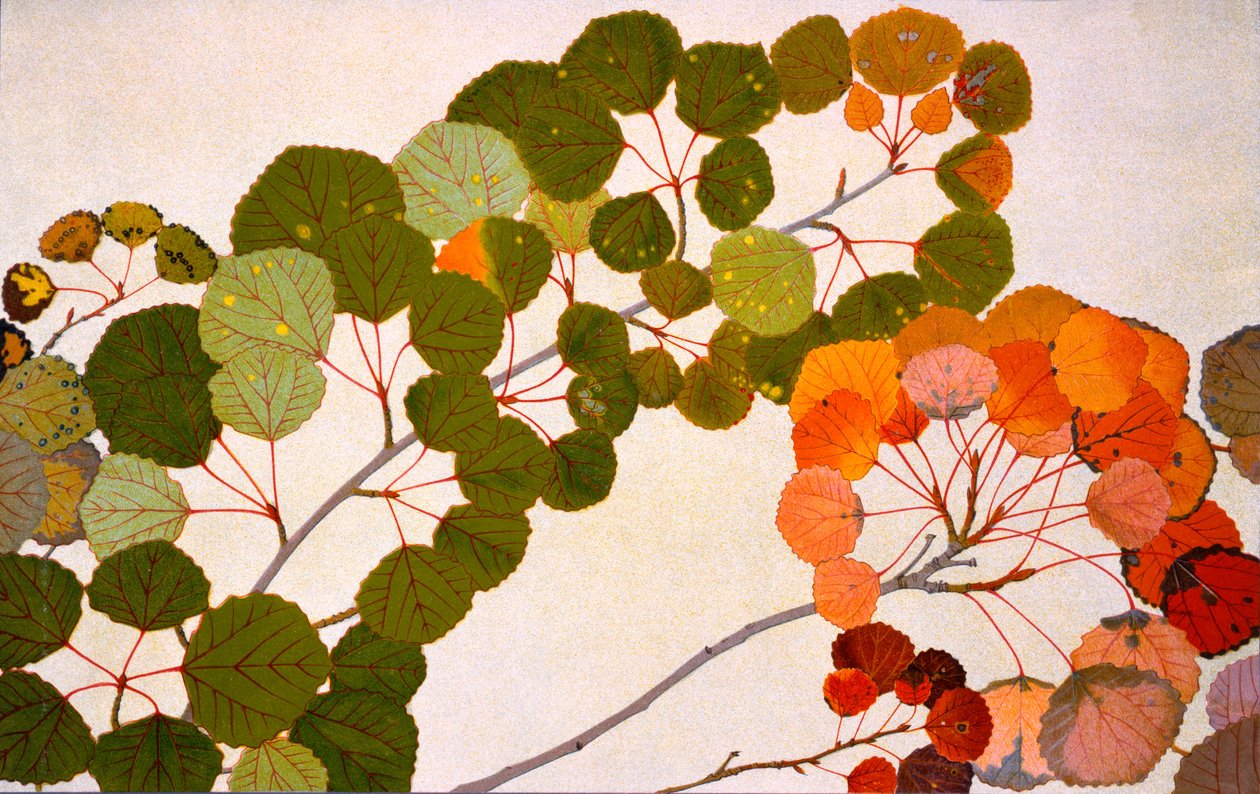 Populus tremula, eller europeisk osp, 1907-09 (fotogravyr) av Philippe Robert