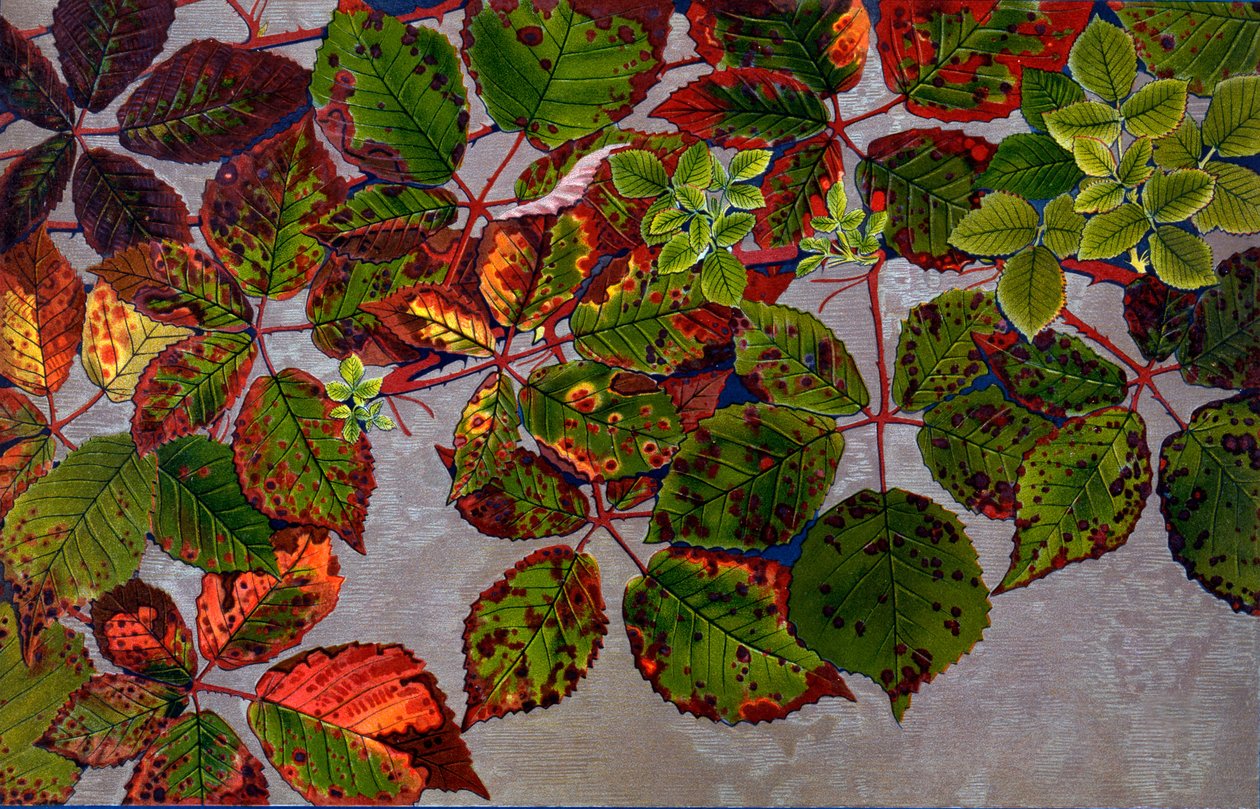 Rubus Fruticosus angrepet av rosesopp Phragmidium Violaceum, 1907-09 (fotogravyr) av Philippe Robert