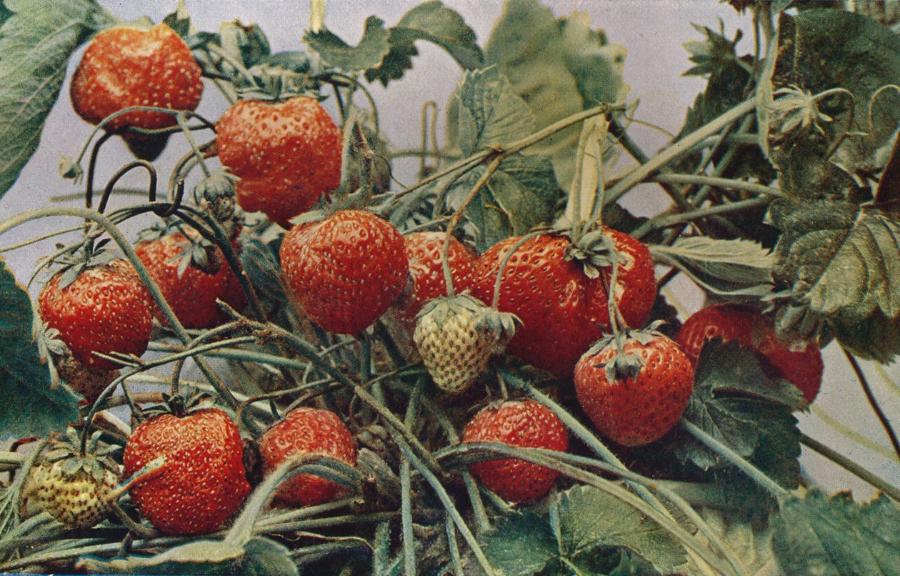 Jordbær - John Kidd & Co. Ltd., 1910 av Photochrom Co Ltd of London