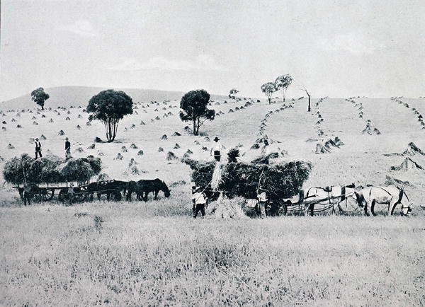 Harvesting, New South Wales, ca. 1900, fra `Under the Southern Cross - Glimpses of Australia