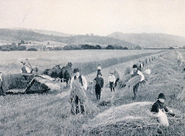 Reaping wheat, Tasmania, ca. 1900, fra `Under the Southern Cross - Glimpses of Australia