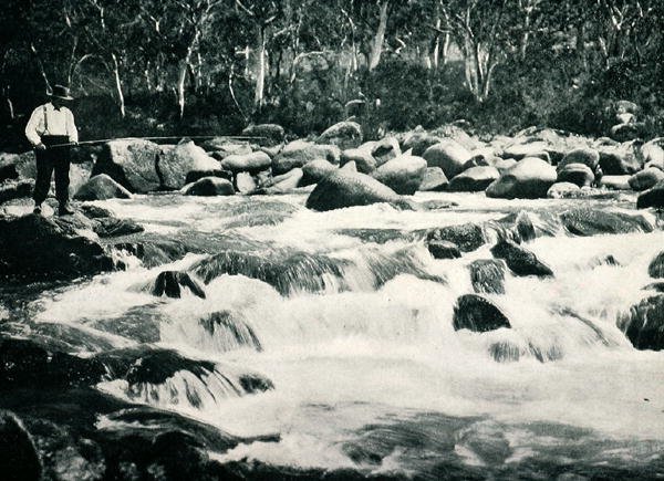 Ørretstryk i Snowy River, Jindabyne, New South Wales, ca. 1900, fra `Under the Southern Cross - Glimpses of Australia