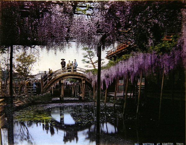 Wisteria i en hage ved Kameido, ca. 1900 (farget bilde) av Photographer Japanese