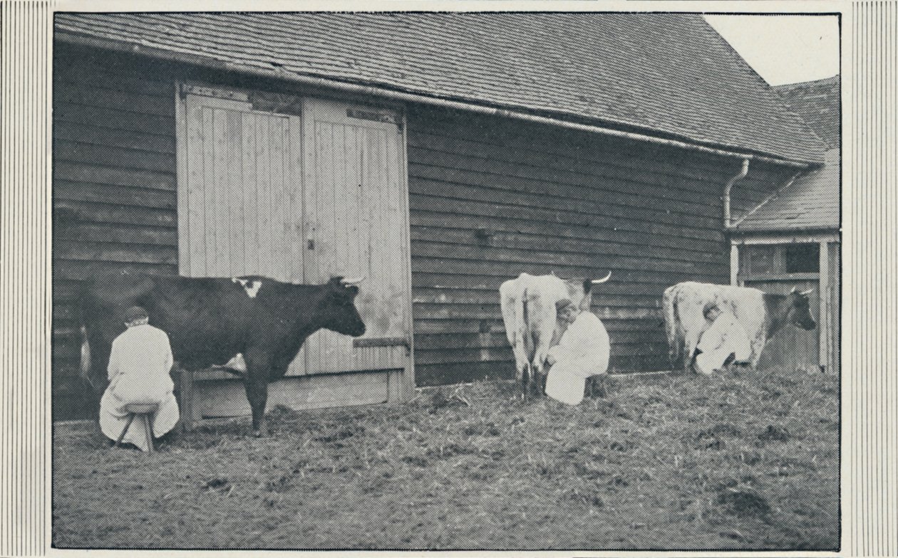 Melkende kyr, 1910 av Pictorial Agency