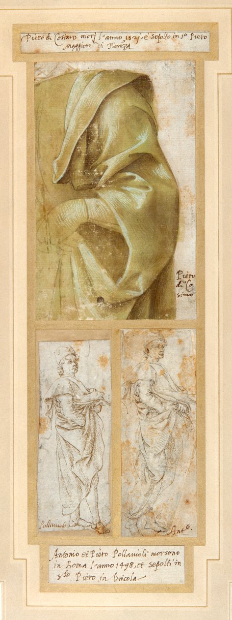 En manns tungt draperte venstre arm og skulder (penn og brunt blekk med grønn vask forsterket med hvit kroppsfarge på hvitt papir) av Piero di Cosimo