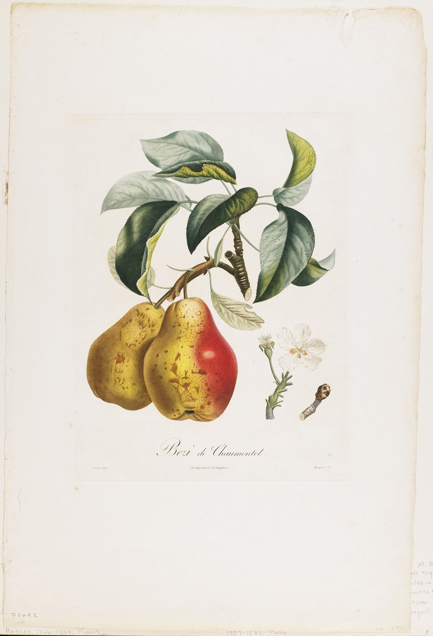 Bezi de Chaumontel (pærer), fra Traite des Arbres Fruitiers, 1807-35 (håndfarget stiplegravering) av Pierre Antoine Poiteau