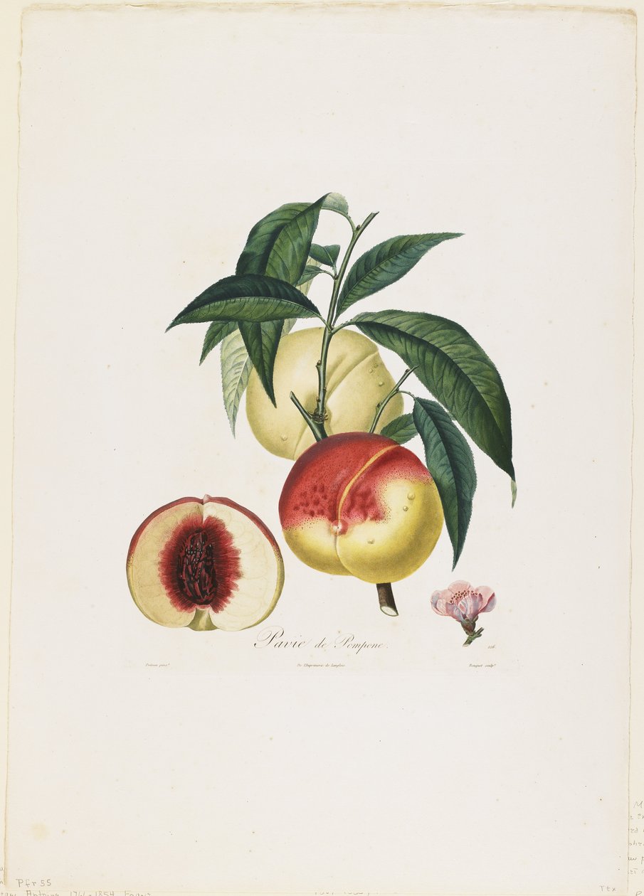 Pavie de Pompone. (Peaches), fra Traite des Arbres Fruitiers, 1807-35 (håndfarget stiplegravering) av Pierre Antoine Poiteau