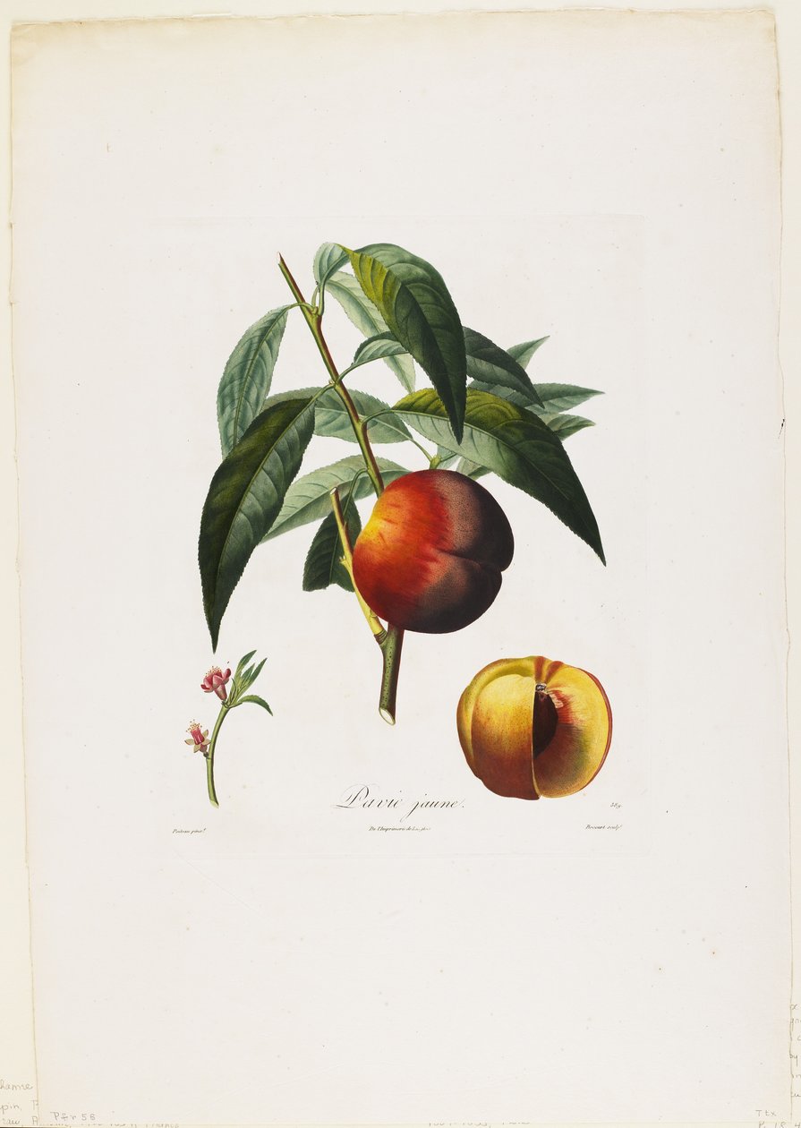 Gul pavia. (Peaches), fra Traite des Arbres Fruitiers, 1807-35 (håndfarget stiplegravering) av Pierre Antoine Poiteau