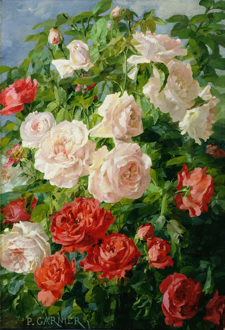 Rosa roser av Pierre Garnier