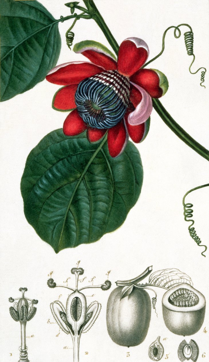 En lidenskapsblomst fra Lecons de Flore av Pierre Jean Francois Turpin