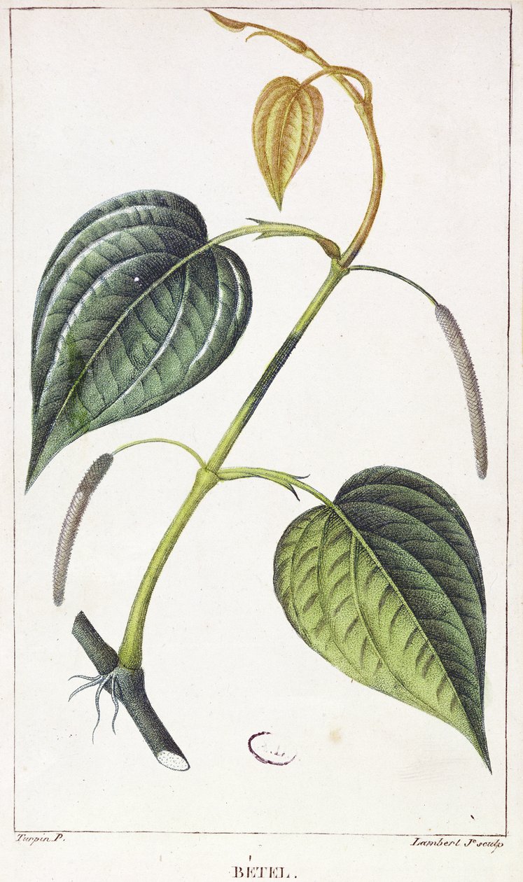 Betel, botanisk plate, ca. 1810 av Pierre Jean Francois Turpin