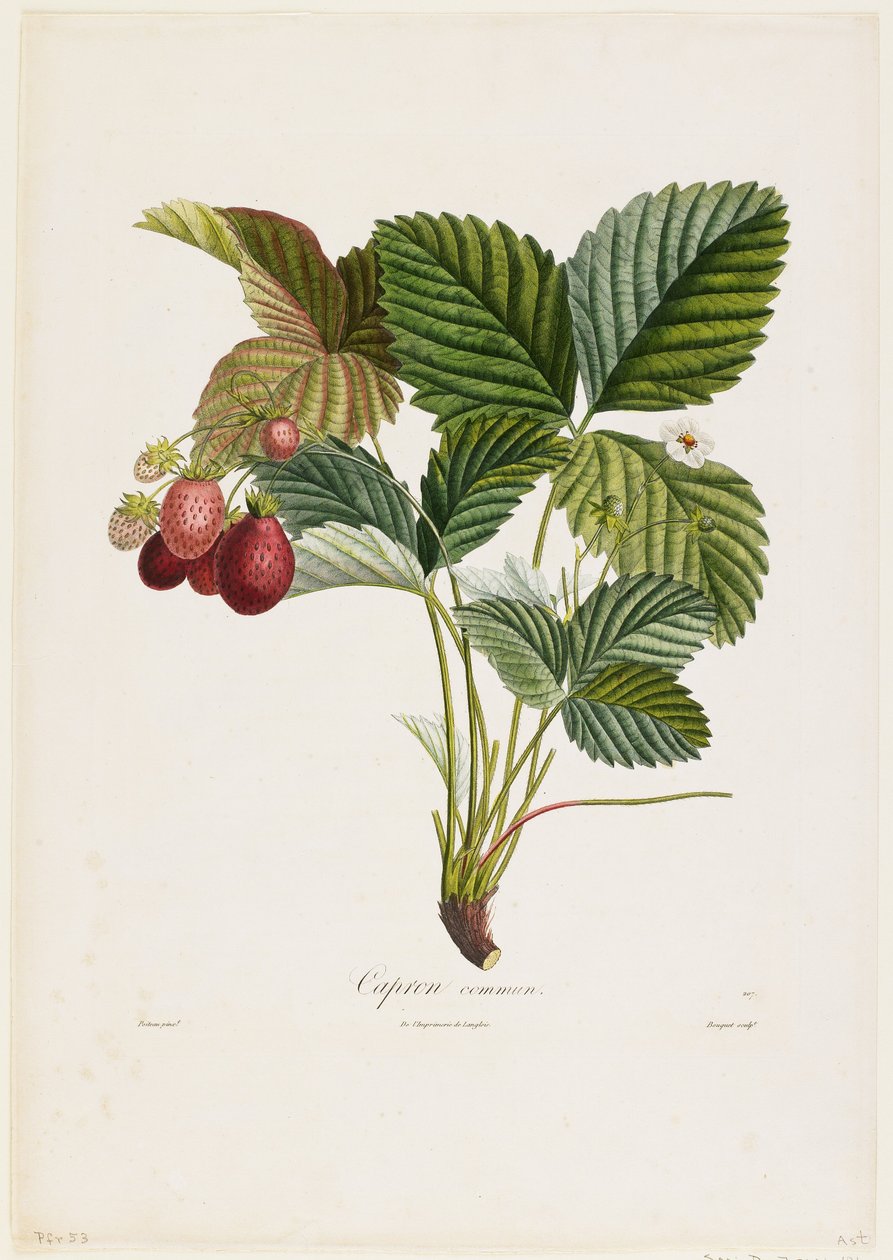 Vanlig kapron. (Jordbær), fra Traite des Arbres Fruitiers, 1807-35 (håndfarget stiplegravering) av Pierre Jean Francois Turpin