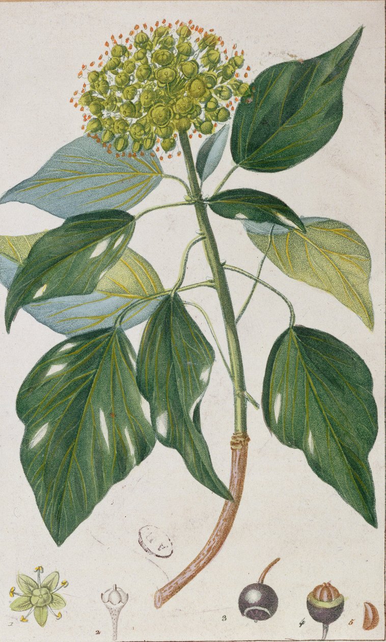 Klatrende eføy, botanisk plate, ca. 1820 av Pierre Jean Francois Turpin
