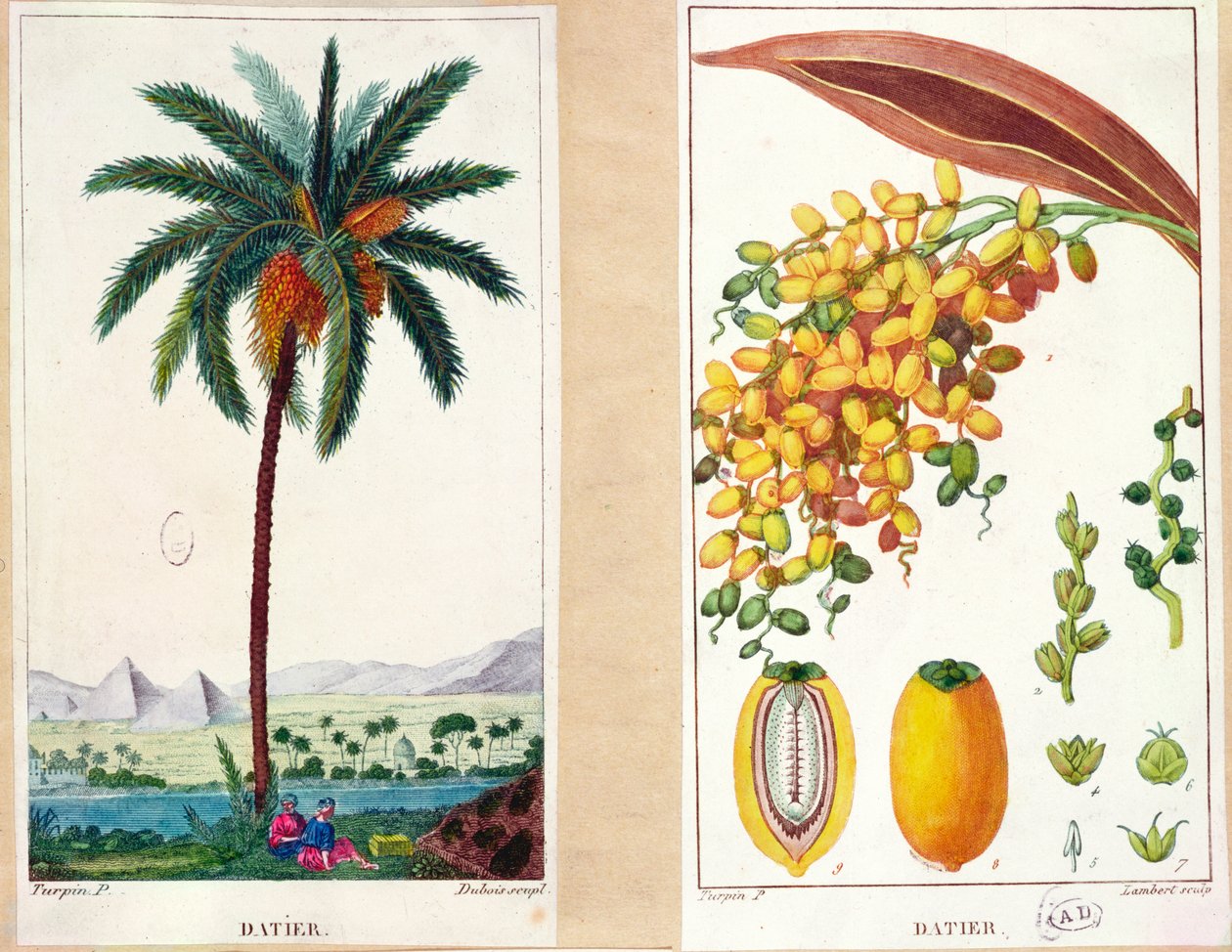 Dadeltre og frukt, begynnelsen av det nittende århundre (fargegravering) av Pierre Jean Francois Turpin