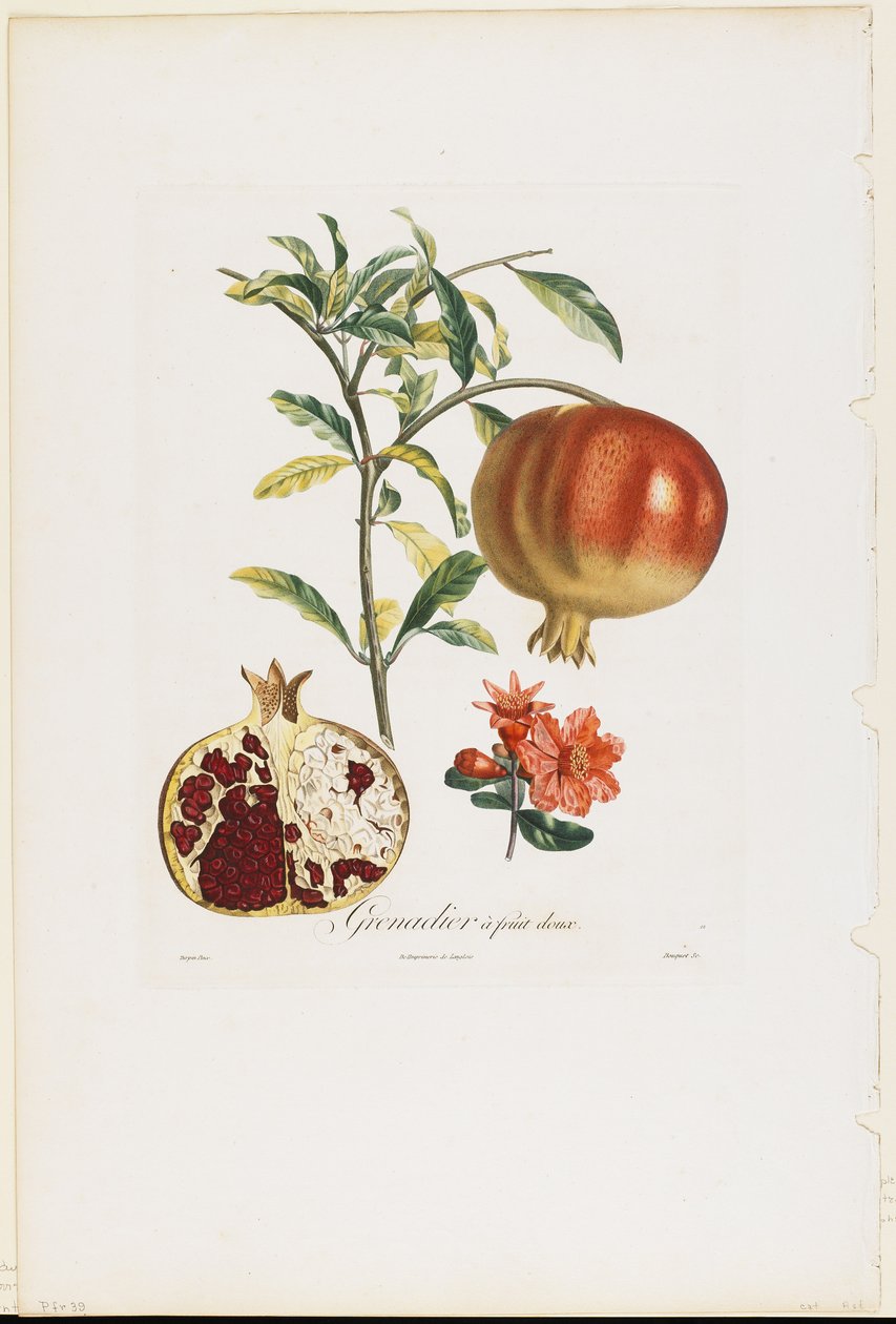 Søt frukt granateple, fra Traite des Arbres Fruitiers, 1807-35 (håndfarget stiplegravering) av Pierre Jean Francois Turpin