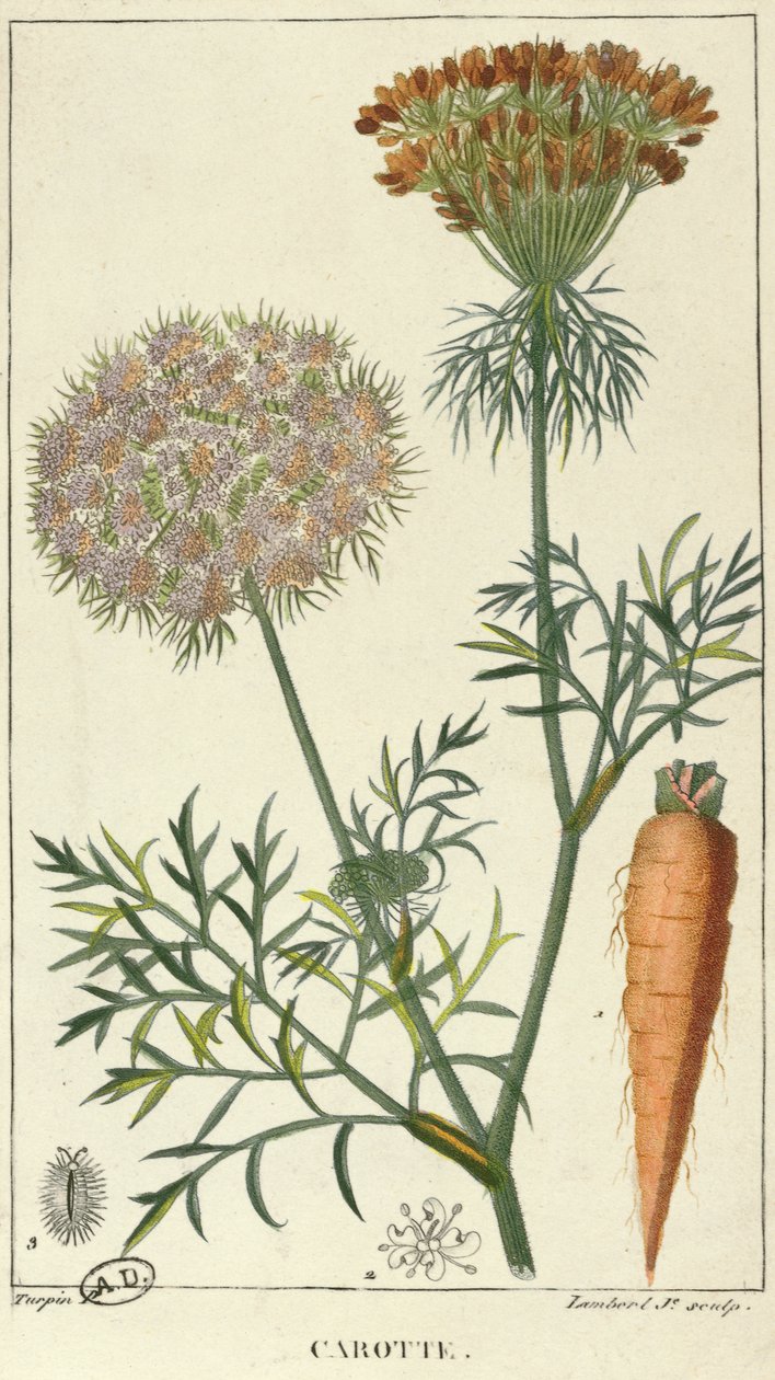 Gulroten, gravert av Lambert av Pierre Jean Francois Turpin