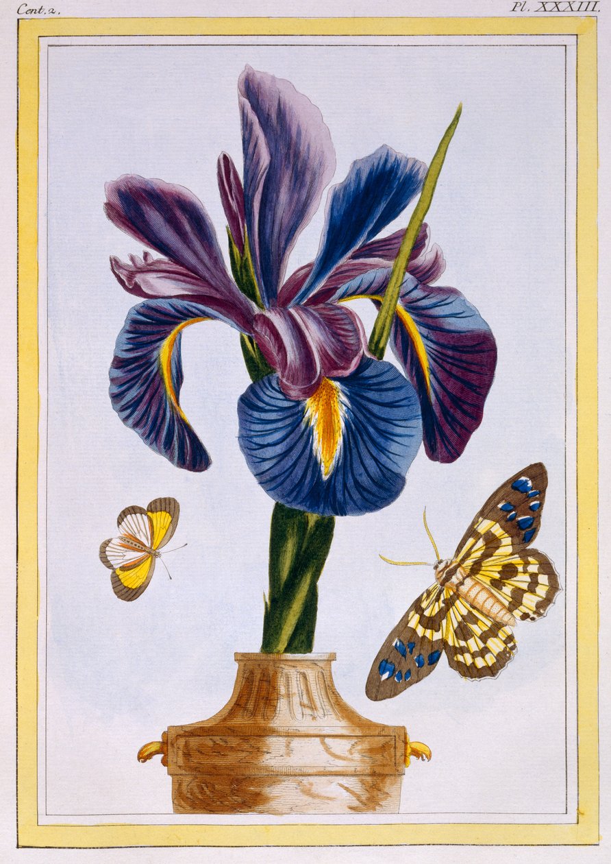 Vanlig iris med sommerfugler, ca. 1776 (håndfarget gravering) av Pierre Joseph Buchoz