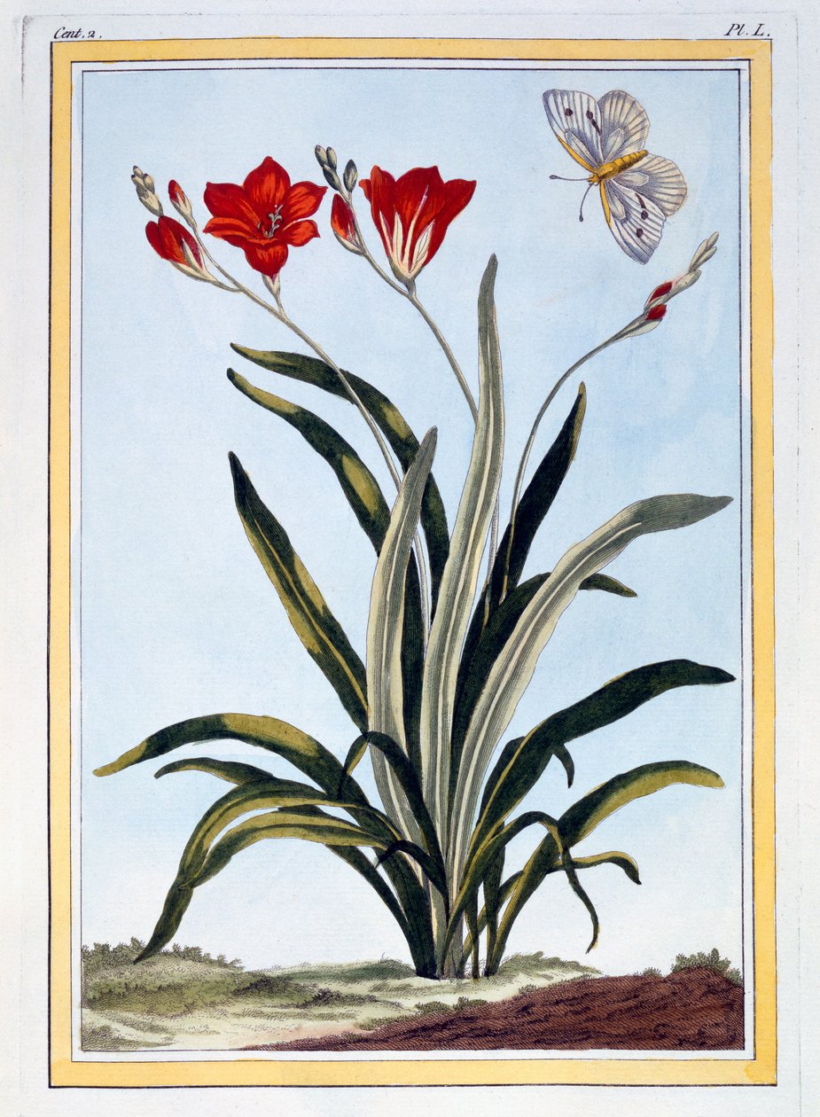 Cornlily, ca. 1766 (håndfarget gravering) av Pierre Joseph Buchoz