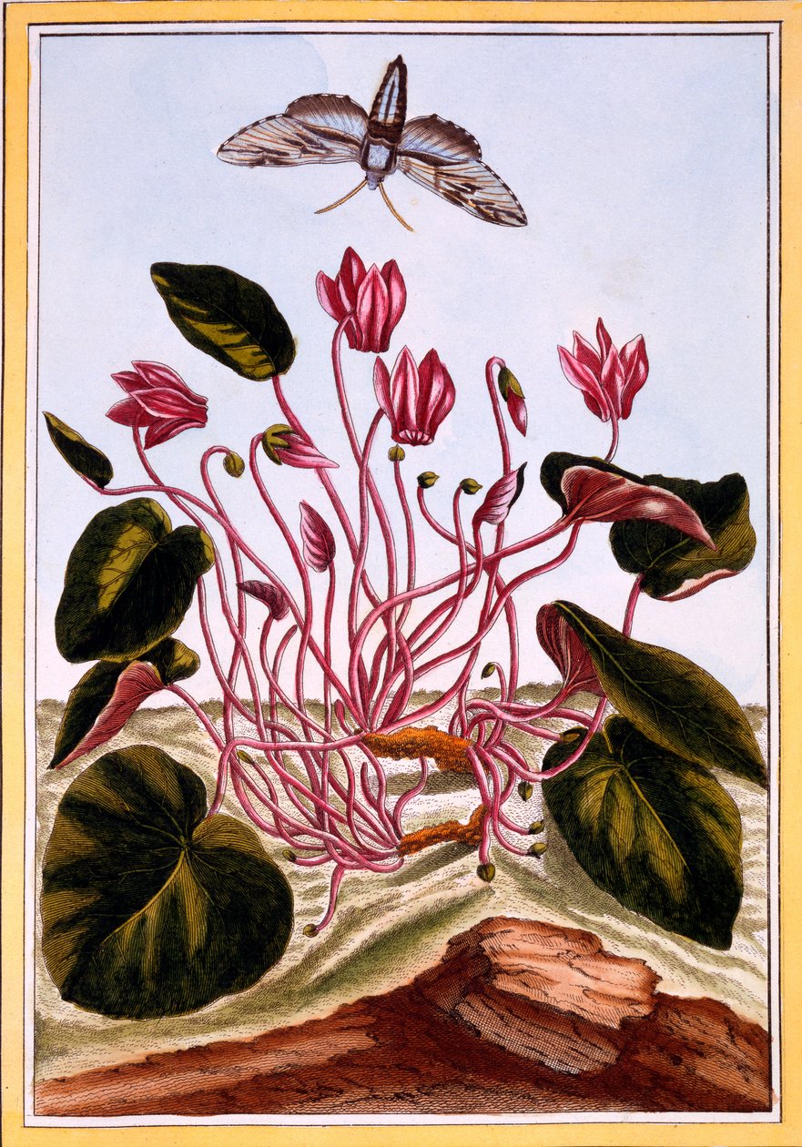 Cyclamen, ca. 1766 (håndfarget gravering) av Pierre Joseph Buchoz