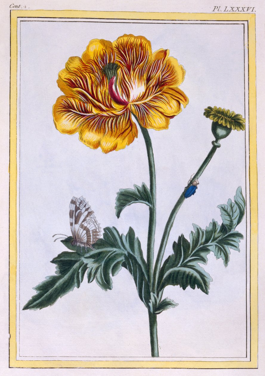Dobbelt krypende ranunkel, Ranunculus repens Var: Pleniflorus, ca. 1776 (håndkolorert gravering) av Pierre Joseph Buchoz