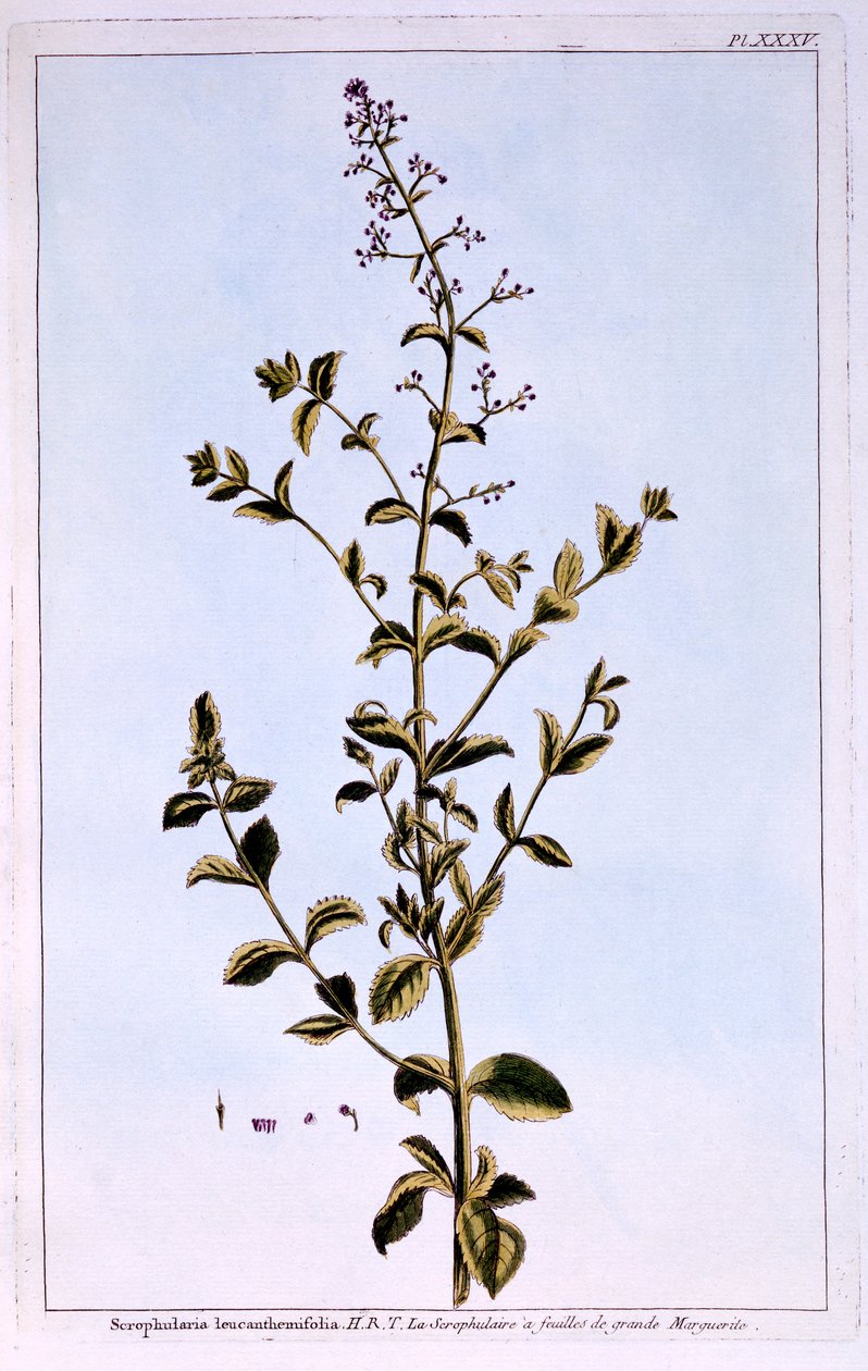 Figwort, eller Scrofulaira av Pierre Joseph Buchoz