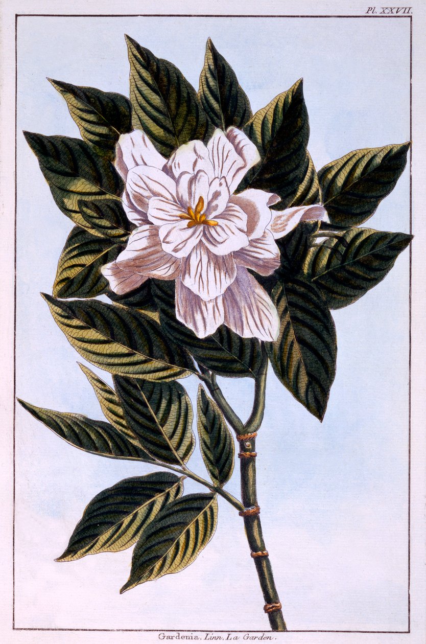 Gardenia G. augusta, illustrasjon fra 
