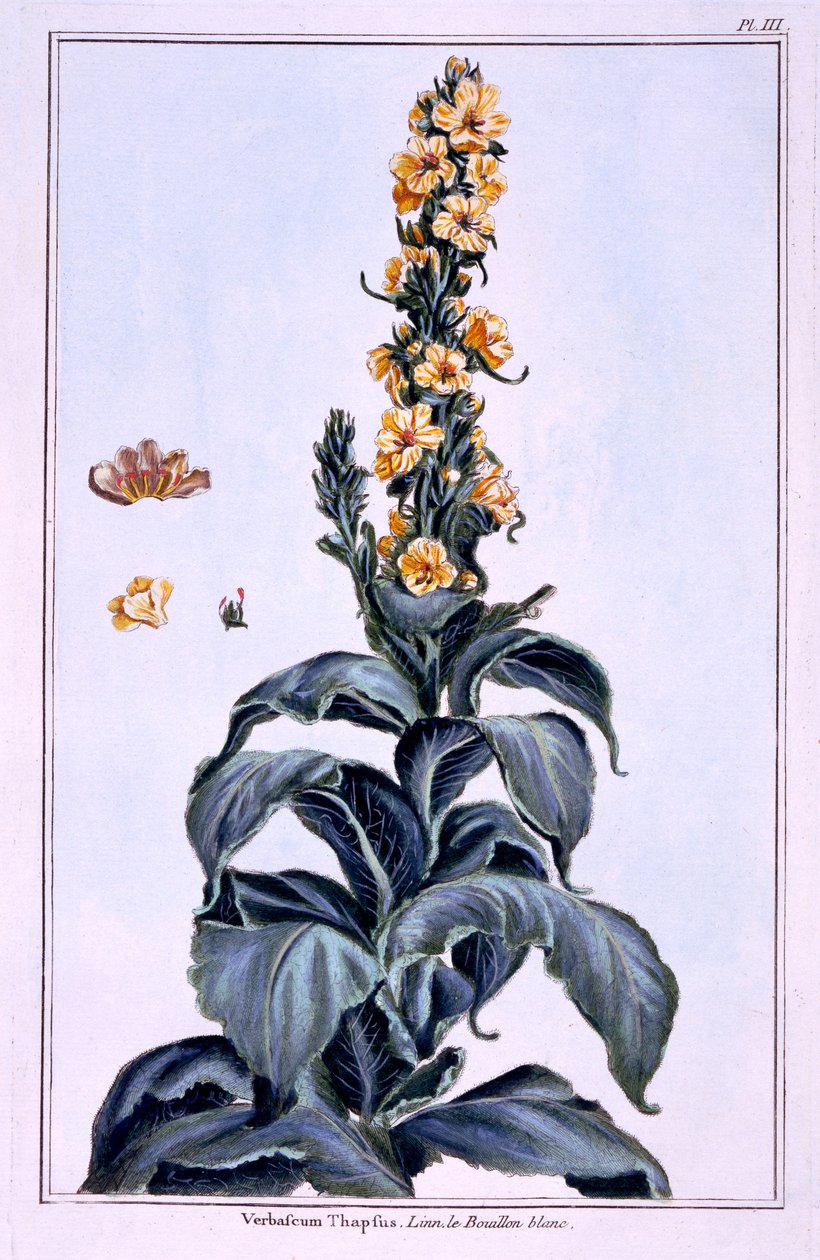 Flott Mullein av Pierre Joseph Buchoz