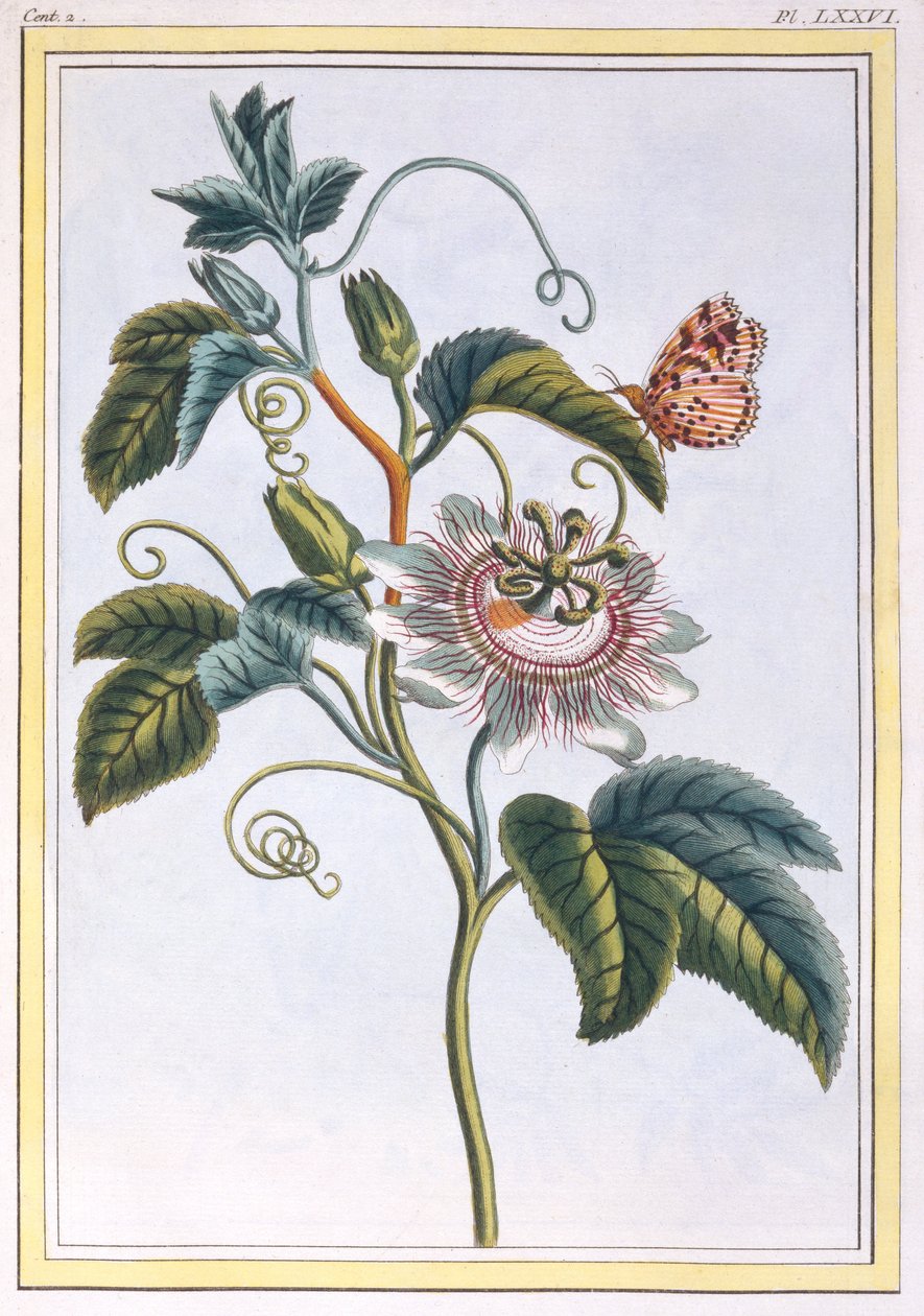 La Grenadille eller Le Maracot (blå pasjonsblomst), ca. 1766 (håndfarget gravering) av Pierre Joseph Buchoz