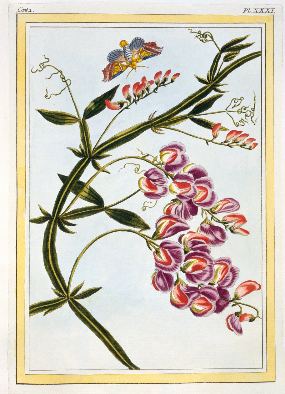 Le Grand Lathyre (Evig søt ert), ca. 1776 (håndfarget gravering) av Pierre Joseph Buchoz