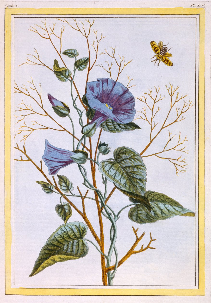Le Grand Liseron Violet (Convovlus), ca. 1776 (håndfarget gravering) av Pierre Joseph Buchoz