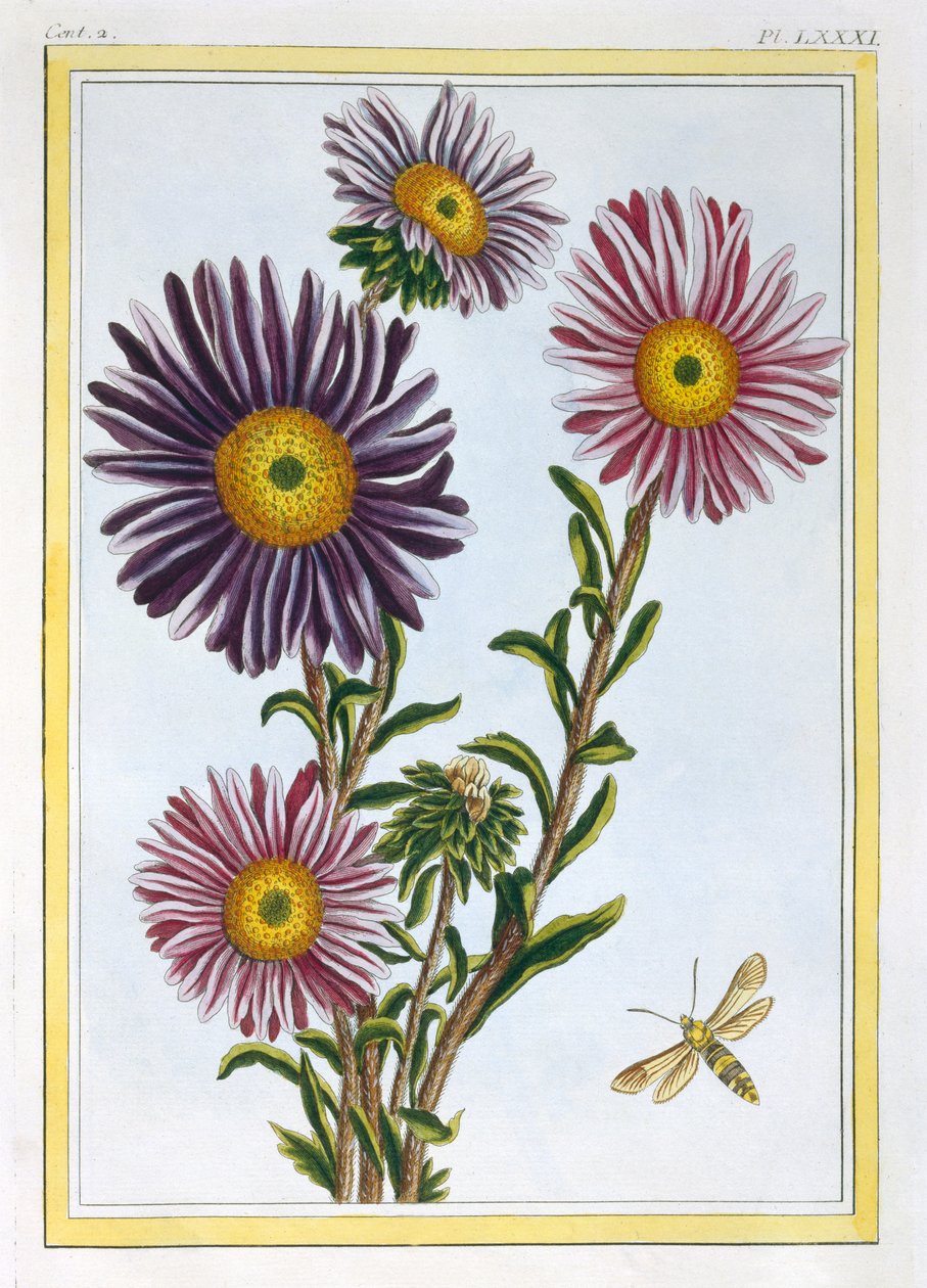 Livingstone Daisy Dorothanthus, c.1776 (hand-coloured engraving) av Pierre Joseph Buchoz