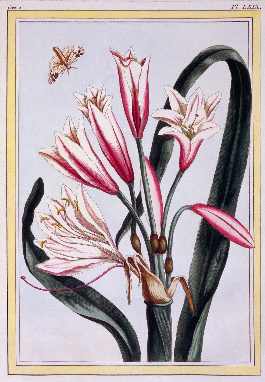 Long Leaved Amaryllis, ca. 1776 (håndfarget gravering) av Pierre Joseph Buchoz