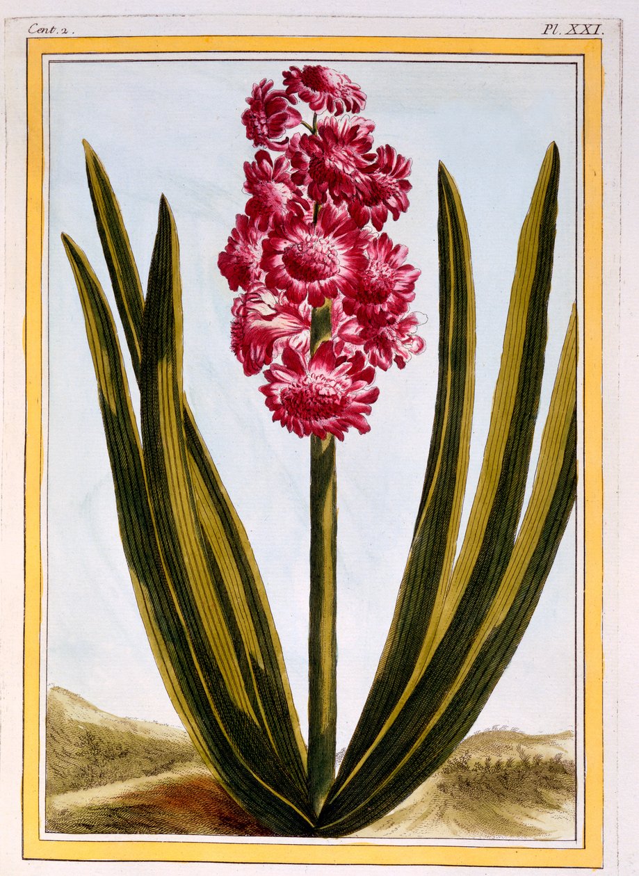 Royal Crimson, ca. 1766 (håndfarget gravering) av Pierre Joseph Buchoz