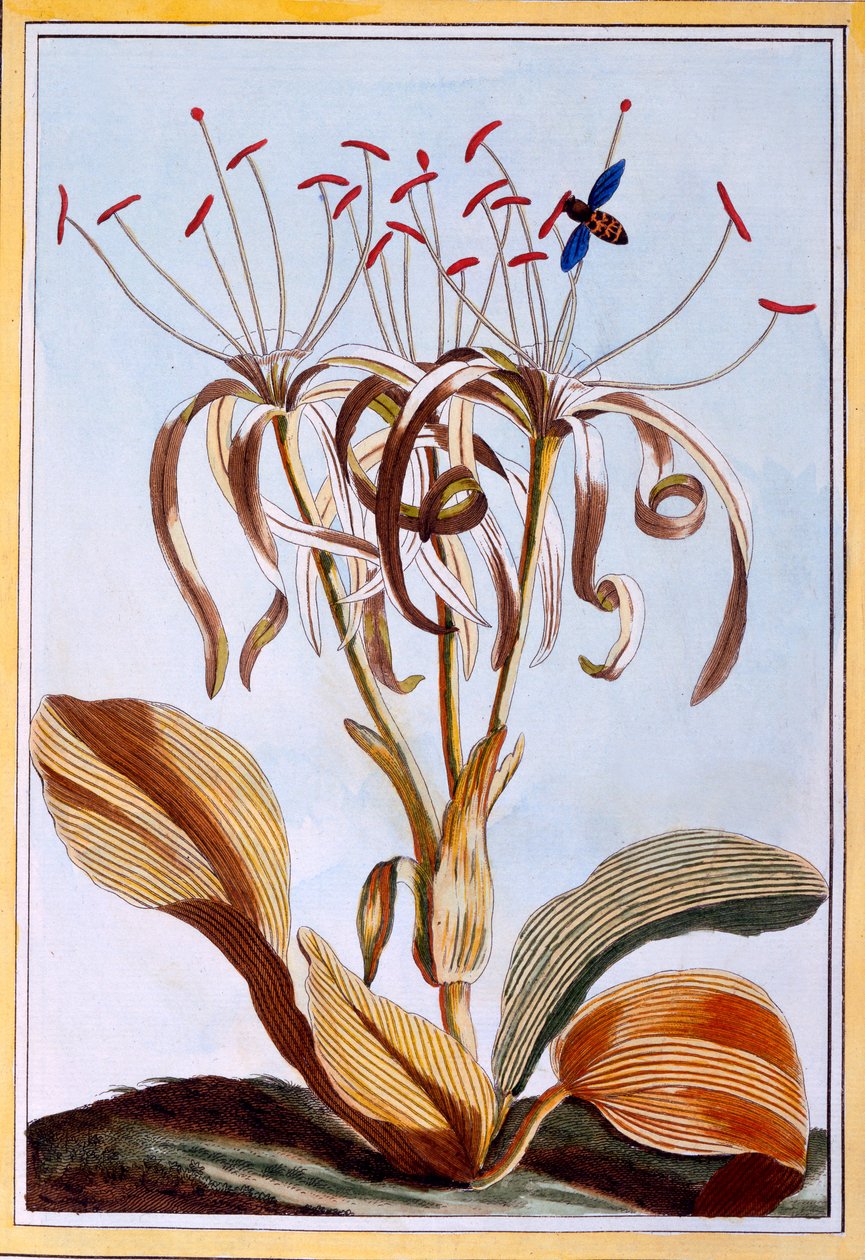 Sea Daffodil, ca. 1776 (håndfarget gravering) av Pierre Joseph Buchoz