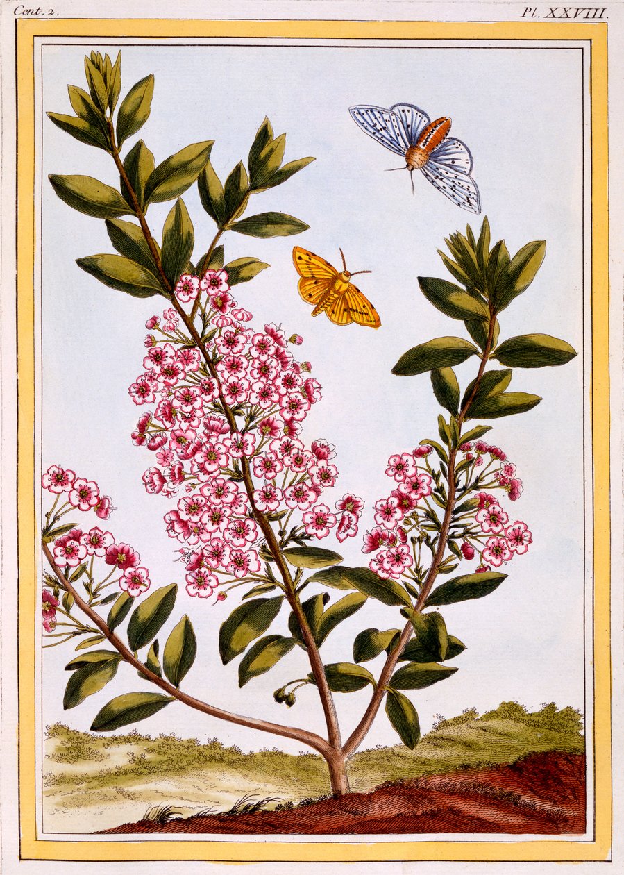 Sauelaurbær (Kalmia angustifolia), ca. 1766 (håndfarget gravering) av Pierre Joseph Buchoz