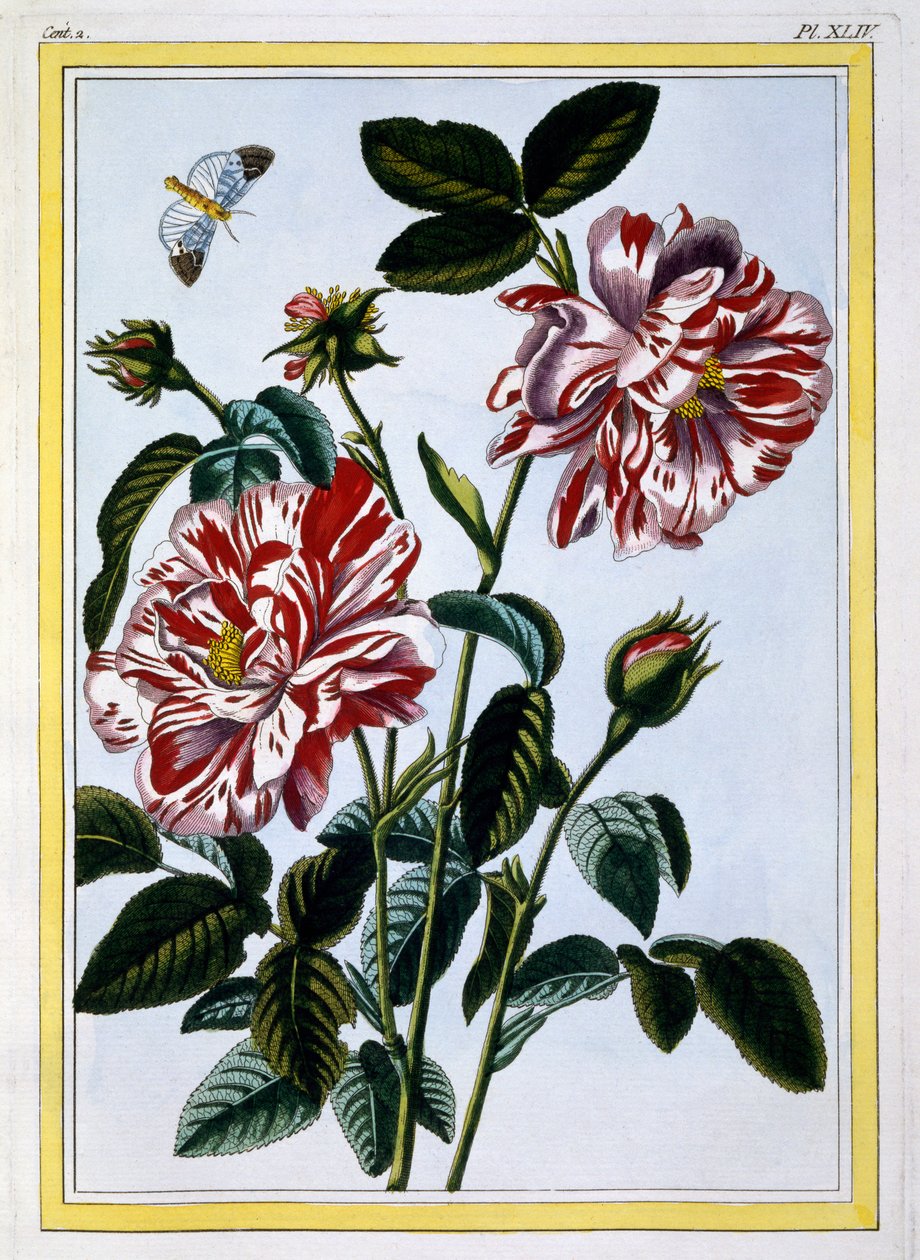 Den spraglete rosen i England; sannsynligvis faktisk Rosa Gallica, ca. 1766 (håndfarget gravering) av Pierre Joseph Buchoz