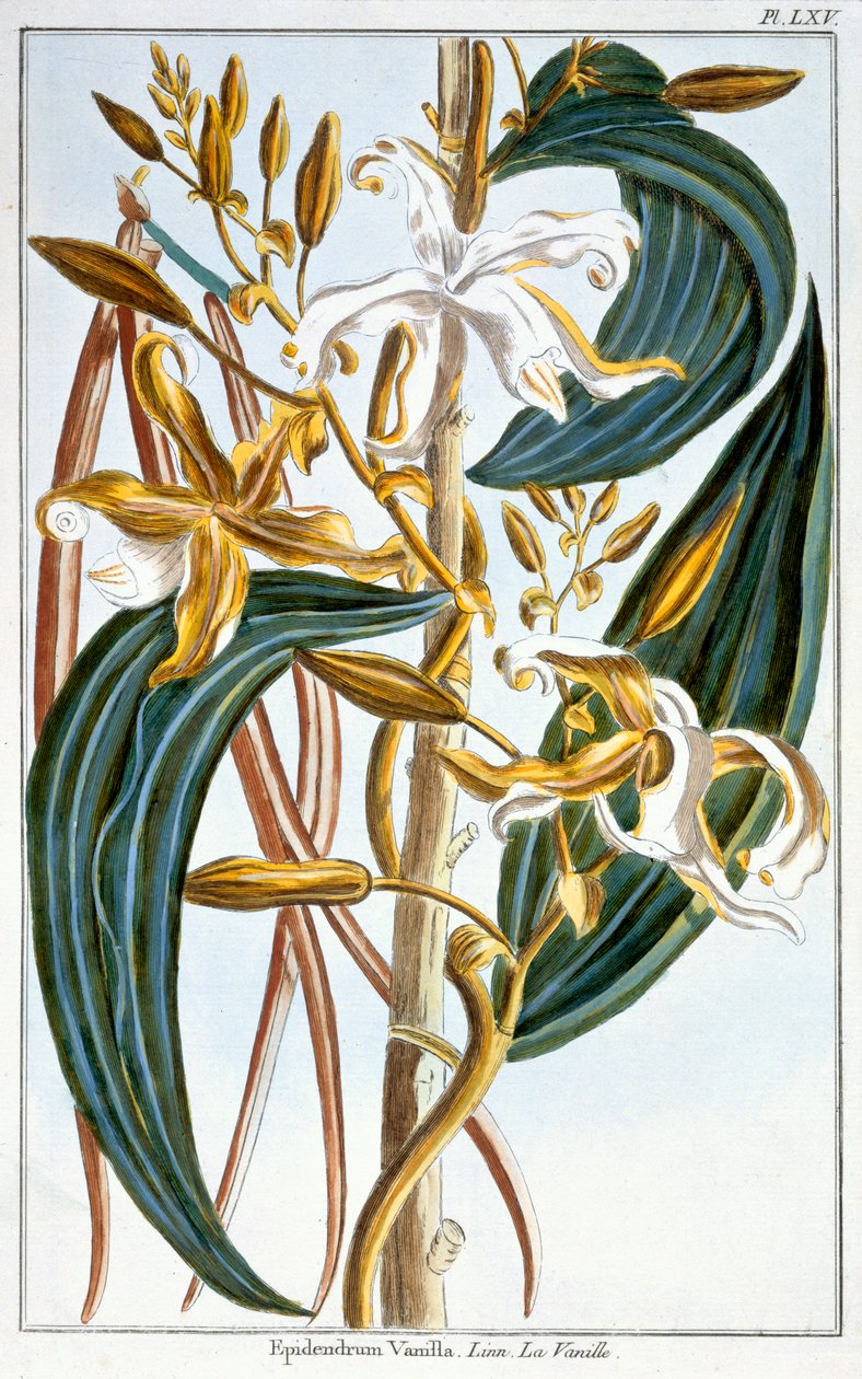 Vaniljestang, plate 65, fra 