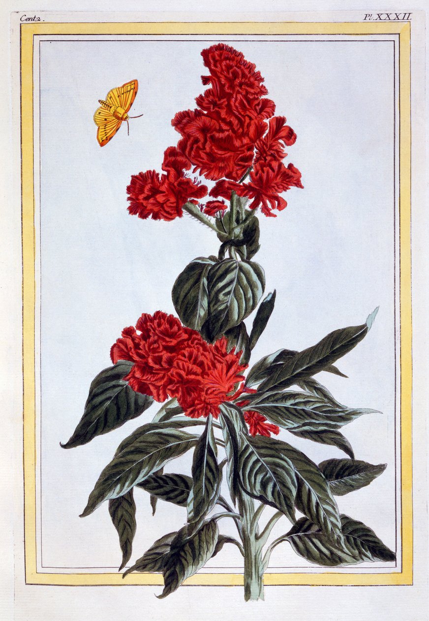 Variety of Amaranthus, ca. 1766 (håndfarget gravering) av Pierre Joseph Buchoz