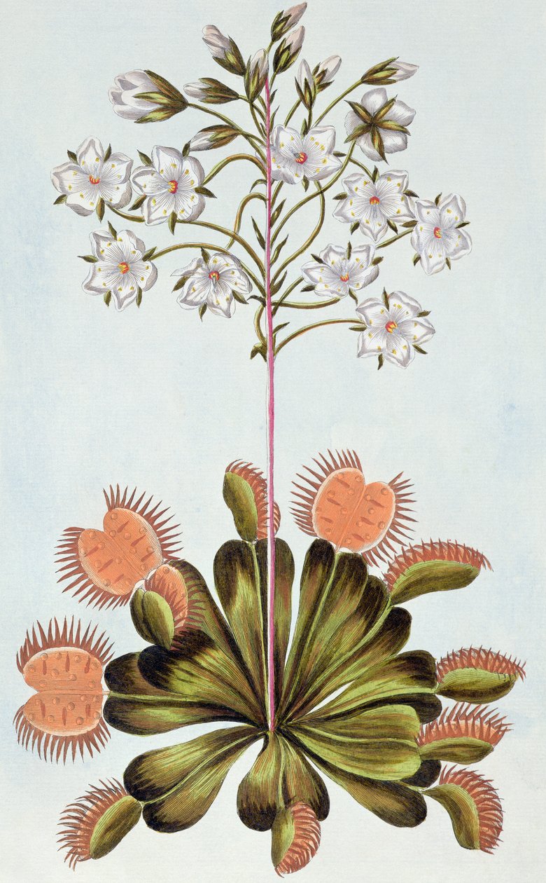 Venus fluefelle, plate 84, fra 