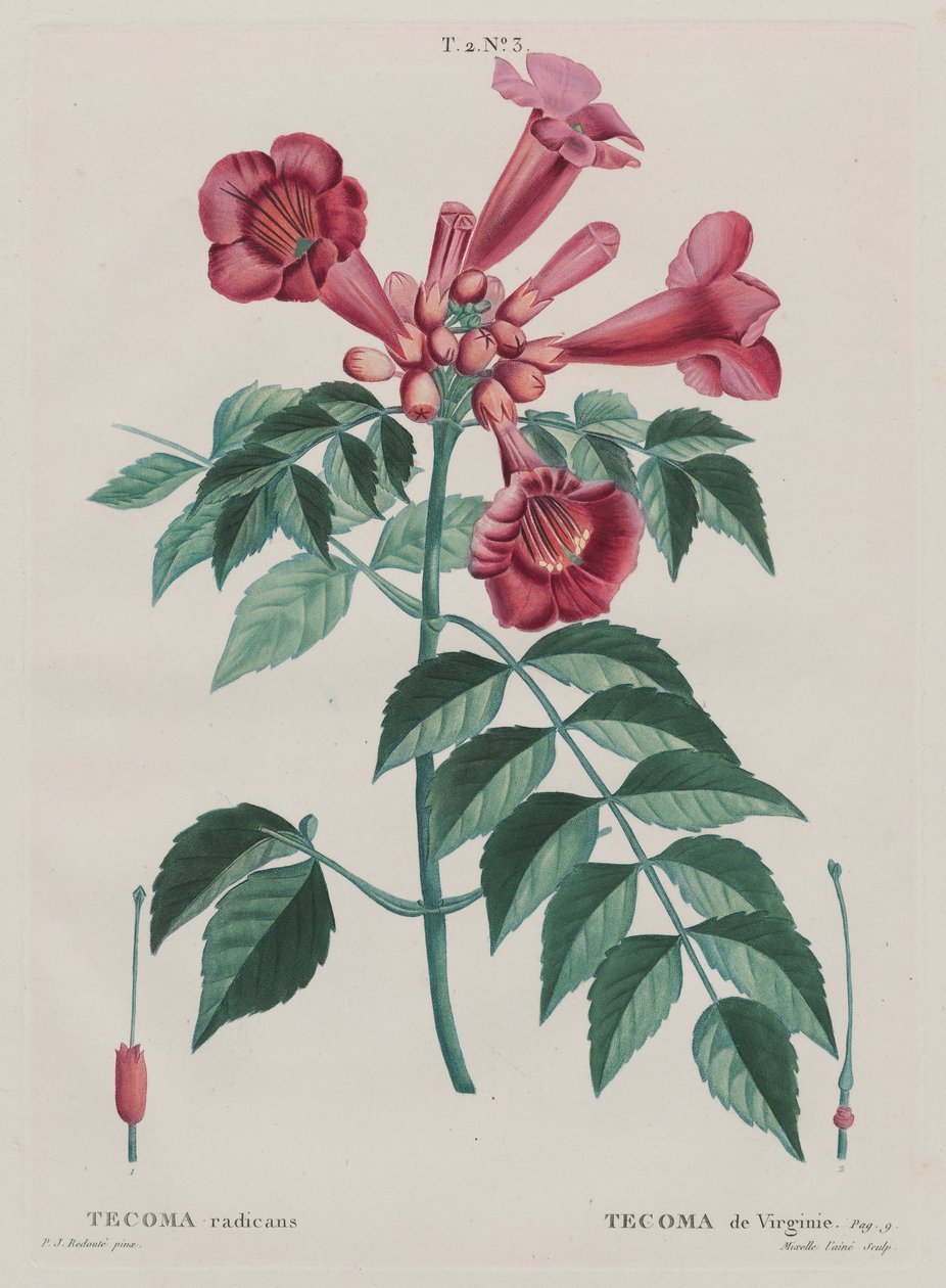 (Campsis radicans Trompetklatrer). (T. 2, nr. ... av Pierre Joseph Redouté
