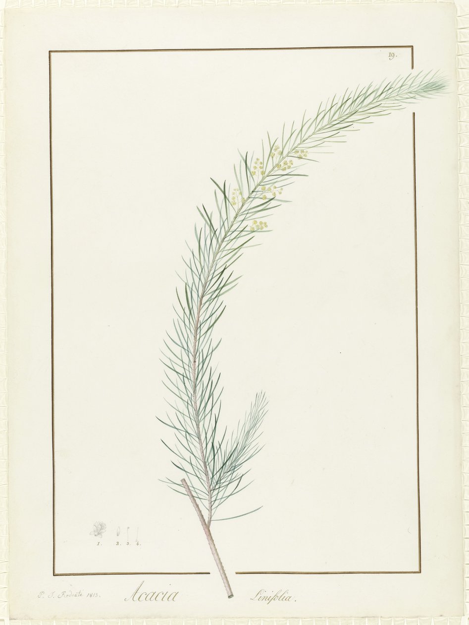Acacia Linifolia, 1813 (wc og kroppsfarge over spor av grafitt på vellum) av Pierre Joseph Redouté