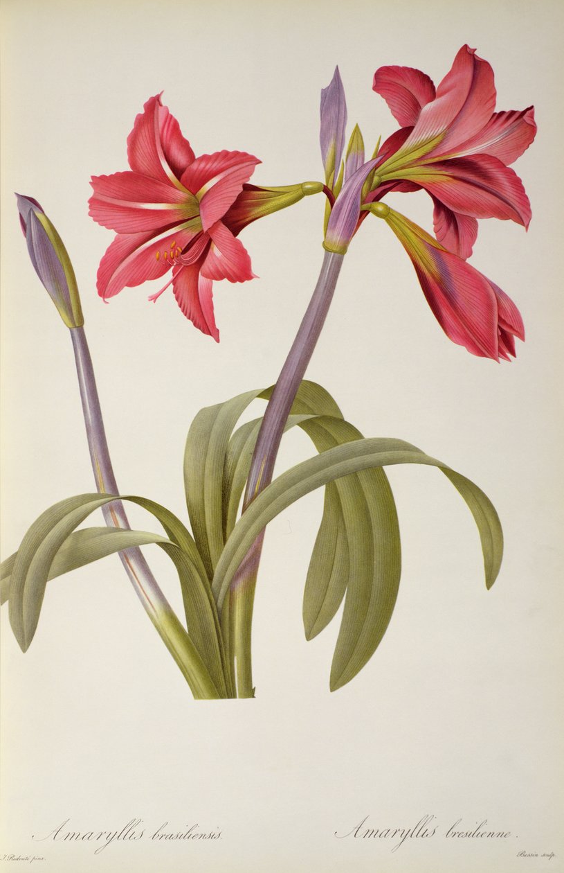 Amaryllis Brasiliensis, fra `Les Liliacees