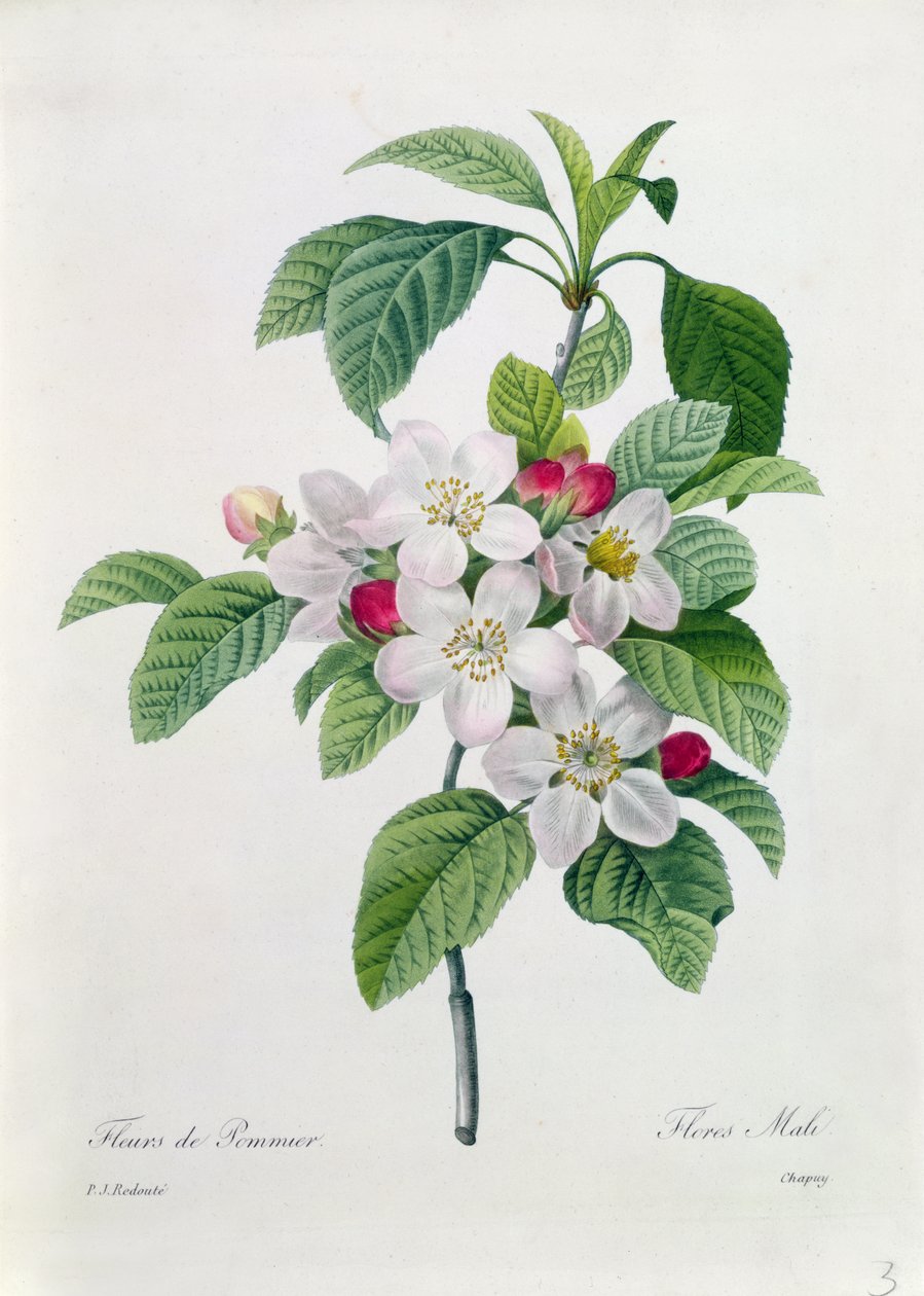 Apple Blossom, fra 