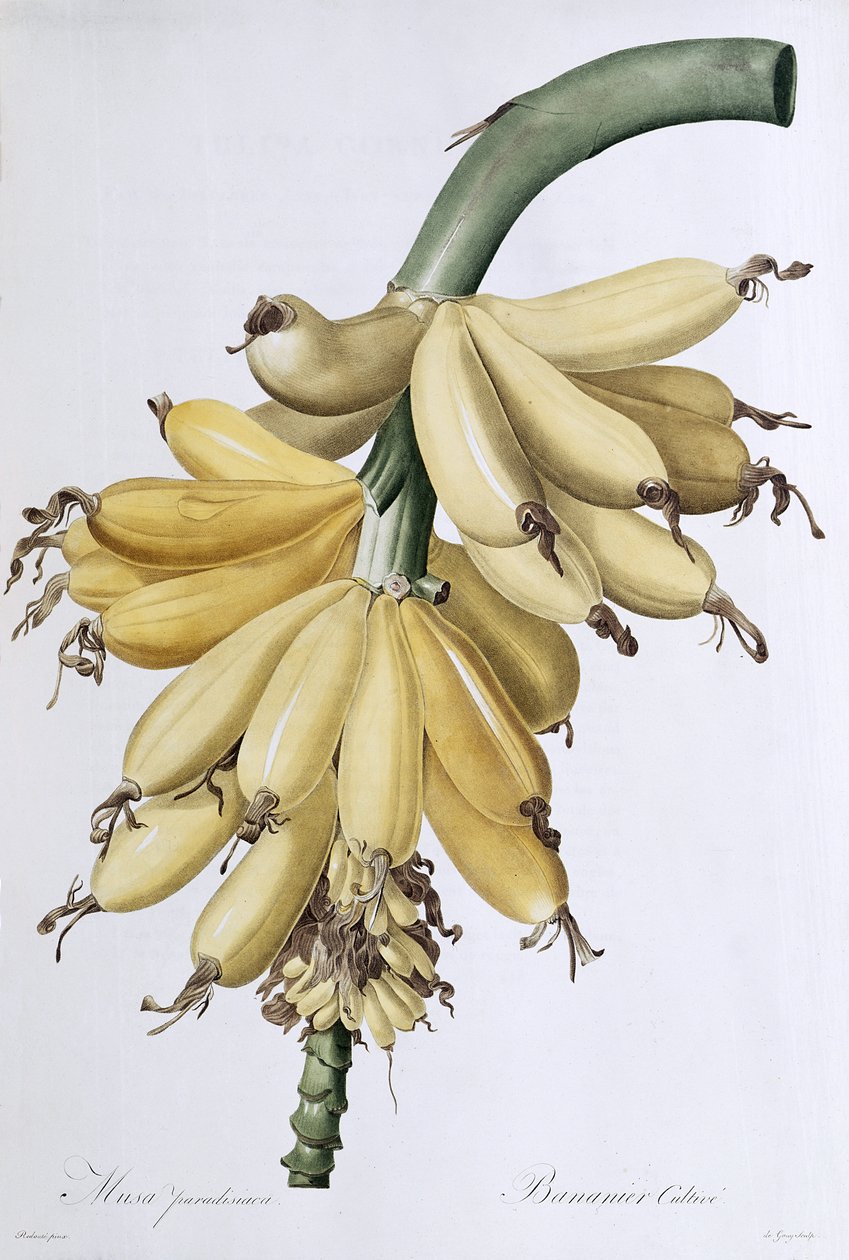 Banan, 1816 av Pierre Joseph Redouté