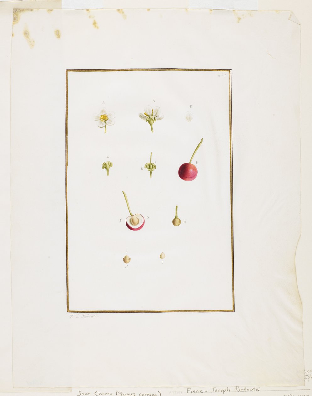 Botanisk disseksjon: surkirsebær (Prunus cerasus), ca. 1778-90 (wc og grafitt på papir) av Pierre Joseph Redouté