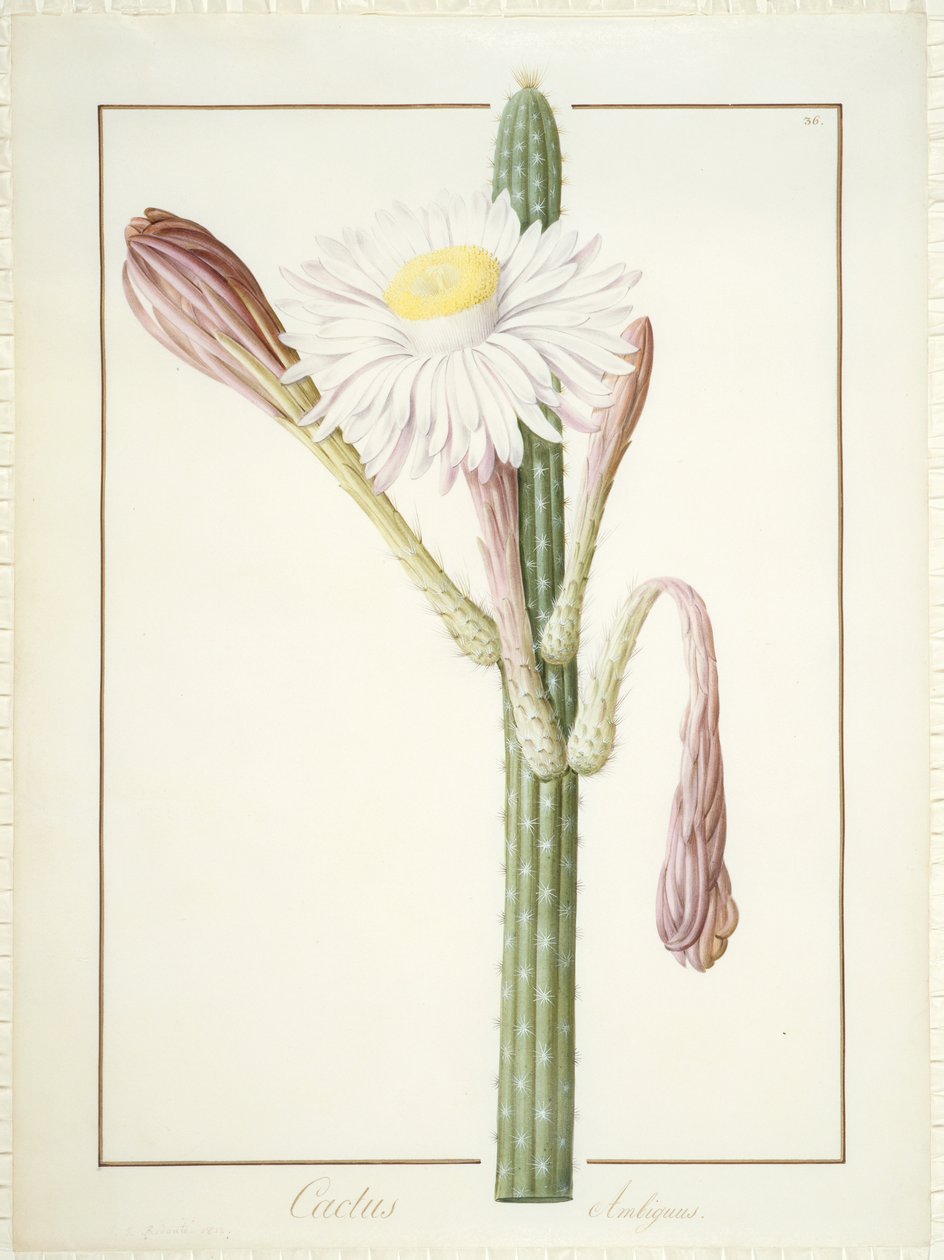 Cactus Ambiguus, 1812 (wc og kroppsfarge over grafitt på vellum) av Pierre Joseph Redouté